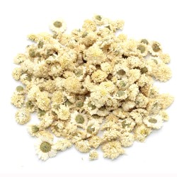 Camamilla romana (flor) Roman chamomile...