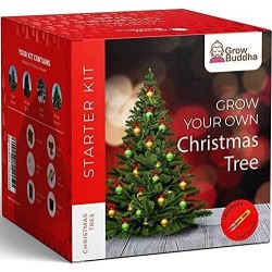 KIT INICIO CULTIVA TU ARBOL DE NAVIDAD - GROW BUDDHA