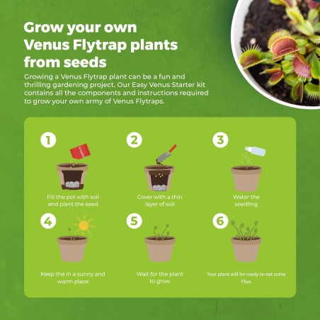 KIT JARDINERIA - VENUS FLYTRAP - PLANTA CARNIVORA  - GROW BUDDHA