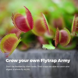 KIT JARDINERIA - VENUS FLYTRAP - PLANTA CARNIVORA  - GROW BUDDHA