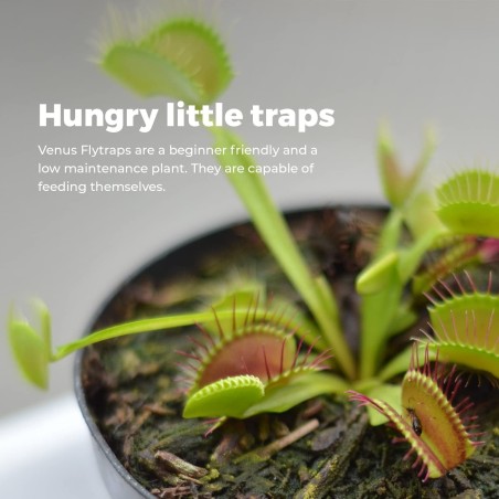 KIT JARDINERIA - VENUS FLYTRAP - PLANTA CARNIVORA  - GROW BUDDHA