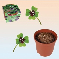 KIT DE TREVO DA SORTE EM POTE DE PLÁSTICO TREVO 4 FOLHAS