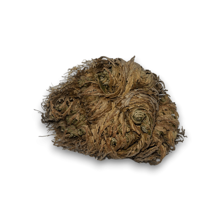Rosa de Jericó Planta da Fortuna e da Prosperidade