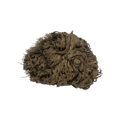 Rosa di Gerico Pianta della fortuna e della prosperità