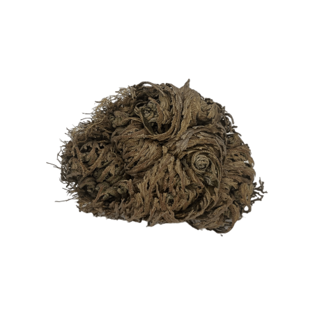 Rose of Jericho Plant of Fortune and Prosperity