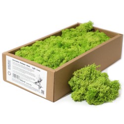 Muschio di Renna Verde Chiaro per decorazione -...