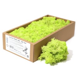 Muschio di Renna alla Menta per decorazione -...